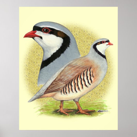 Chukar Partridge Combo Poster (Voorkant)