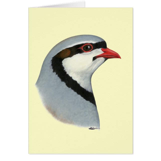 Chukar: Partridge Head (Voorkant)