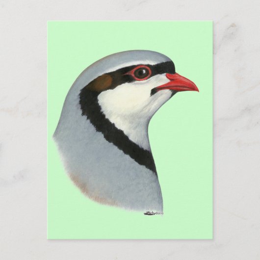 Chukar:  Partridge Head Briefkaart (Voorkant)