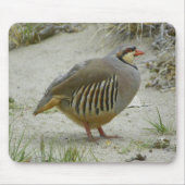 Chukar Partridge Muismat (Voorkant)