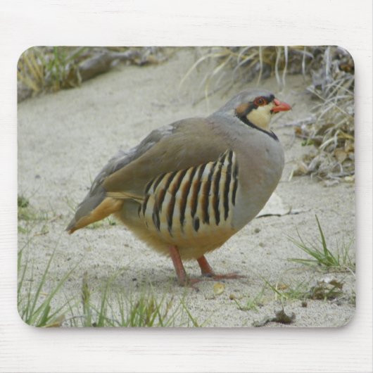 Chukar Partridge Muismat (Voorkant)