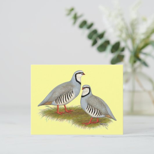Chukar Partridge Pair Briefkaart (Staand voorkant)