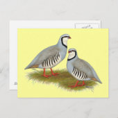 Chukar Partridge Pair Briefkaart (Voorkant / Achterkant)