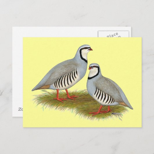 Chukar Partridge Pair Briefkaart (Voorkant / Achterkant)