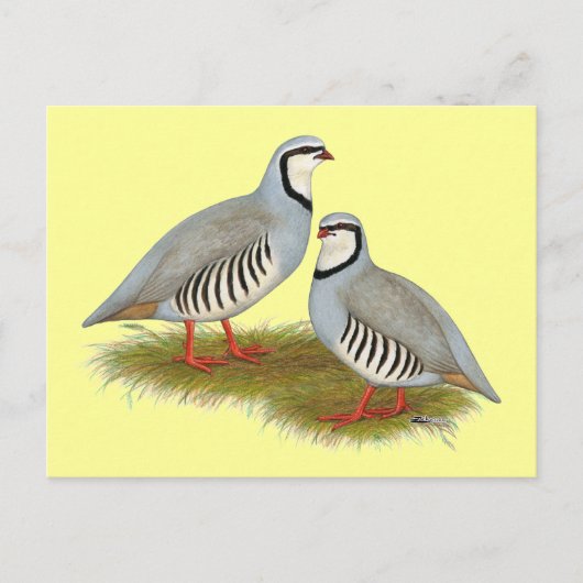 Chukar Partridge Pair Briefkaart (Voorkant)