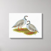 Chukar Partridge Pair Canvas Afdruk (Voorkant)