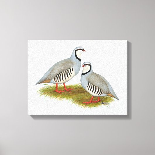 Chukar Partridge Pair Canvas Afdruk (Voorkant)