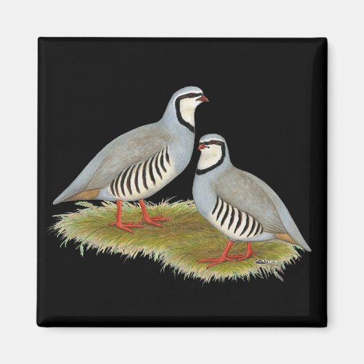 Chukar Partridge Pair Magneet (Voorkant)