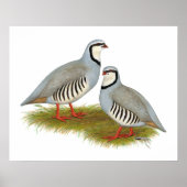 Chukar Partridge Pair Poster (Voorkant)