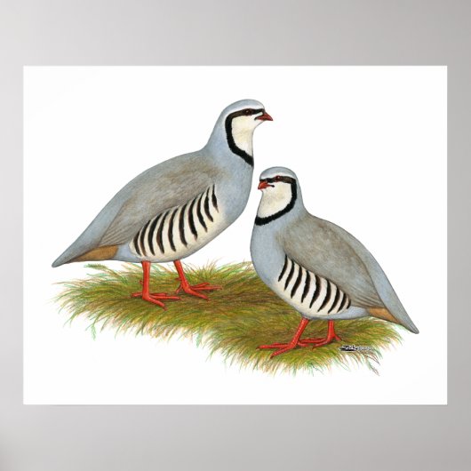 Chukar Partridge Pair Poster (Voorkant)