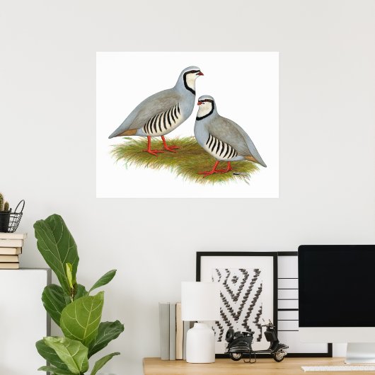 Chukar Partridge Pair Poster (Thuiskantoor)