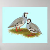 Chukar Partridge Pair Poster (Voorkant)