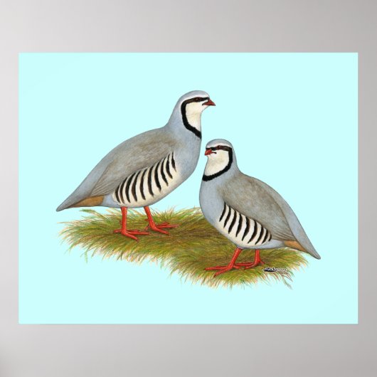 Chukar Partridge Pair Poster (Voorkant)