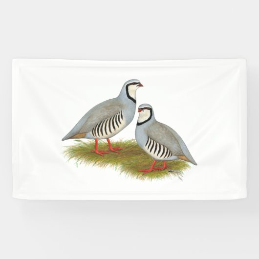 Chukar Partridge Pair Spandoek (Horizontaal)