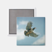 Chukar-partridge tijdens de vlucht magneet (Voorkant / Achterkant)