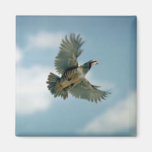 Chukar-partridge tijdens de vlucht magneet (Voorkant)