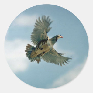 Chukar-partridge tijdens de vlucht ronde sticker