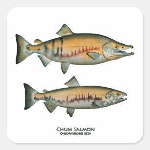 Chum Salmon Pair (paaifase) Vierkante Sticker