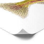 Chum Salmon Poster (Hoek)