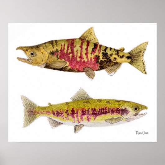 Chum Salmon Poster (Voorkant)
