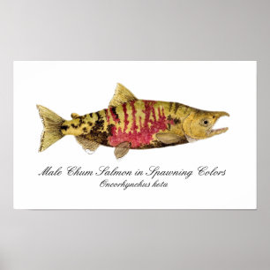 Chum Salmon Poster
