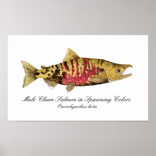 Chum Salmon Poster (Voorkant)