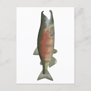 Chum Salmon - Speenfase Briefkaart