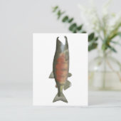 Chum Salmon - Speenfase Briefkaart (Staand voorkant)