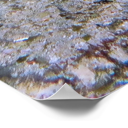 Chuncky Lionfish Poster (Hoek)