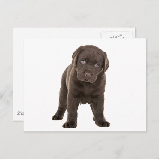 Chunky Chocolate Labrador Puppy Briefkaart (Voorkant / Achterkant)
