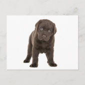 Chunky Chocolate Labrador Puppy Briefkaart (Voorkant)