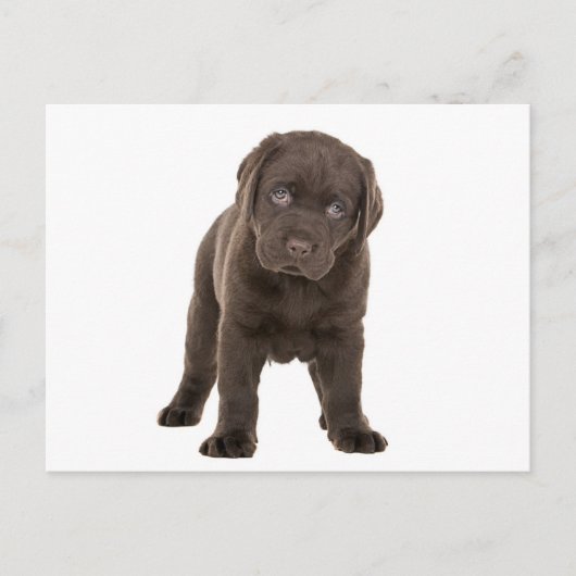 Chunky Chocolate Labrador Puppy Briefkaart (Voorkant)