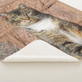 Church Cat Sherpa Deken (3/4)