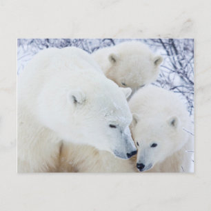 Churchill Wildlife Management Briefkaart