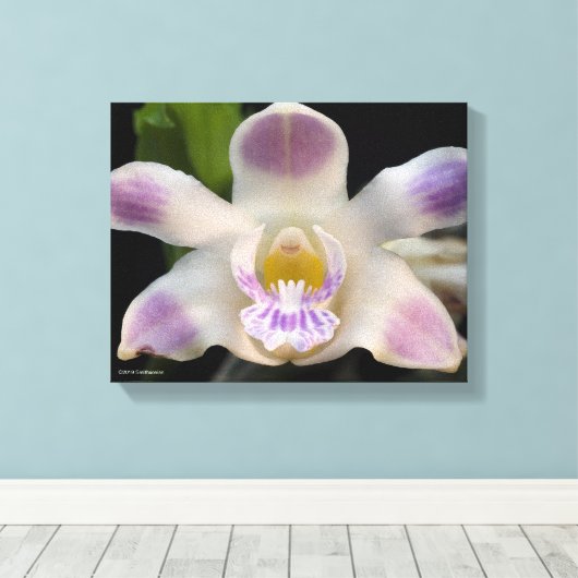 Chysis Violacea Canvas Afdruk (Insitu (Houten vloer))