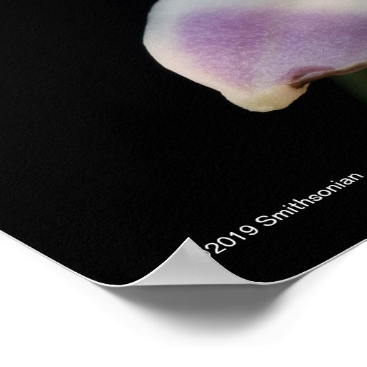 Chysis Violacea Poster (Hoek)