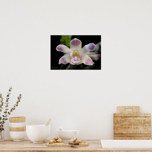 Chysis Violacea Poster (Keuken)