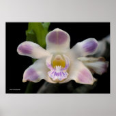 Chysis Violacea Poster (Voorkant)