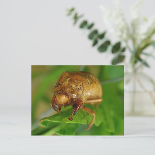cicada1 briefkaart (Staand voorkant)