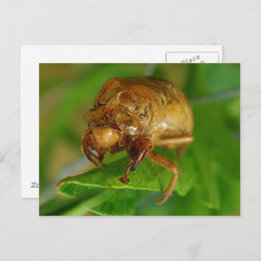 cicada1 briefkaart (Voorkant / Achterkant)