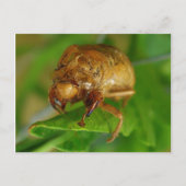 cicada1 briefkaart (Voorkant)