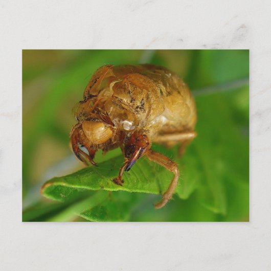 cicada1 briefkaart (Voorkant)