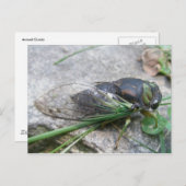 Cicada #1 Briefkaart per jaar (Voorkant / Achterkant)