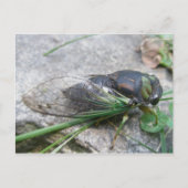Cicada #1 Briefkaart per jaar (Voorkant)