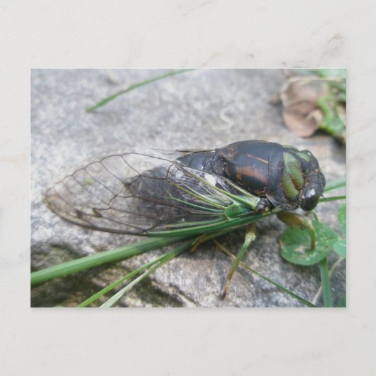 Cicada #1 Briefkaart per jaar (Voorkant)