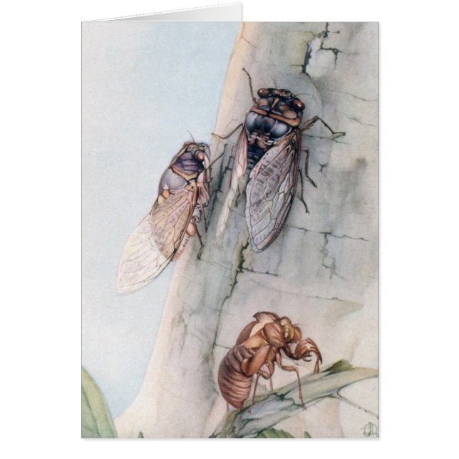 CICADA 2 (Voorkant)