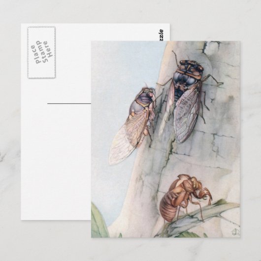 CICADA 2 BRIEFKAART (Voorkant / Achterkant)