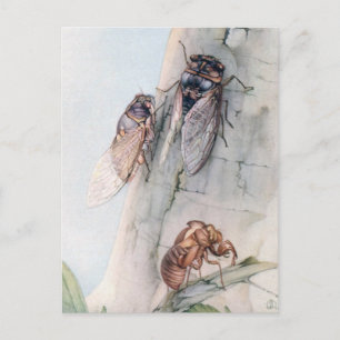 CICADA 2 BRIEFKAART