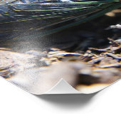 Cicada 8x10 Foto afdrukken (Hoek)