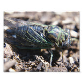 Cicada 8x10 Foto afdrukken (Voorkant)